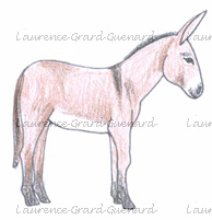 bourbonnais