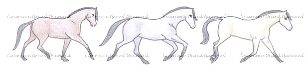 robes des chevaux