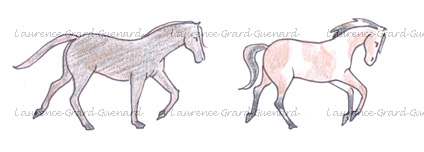robes des chevaux