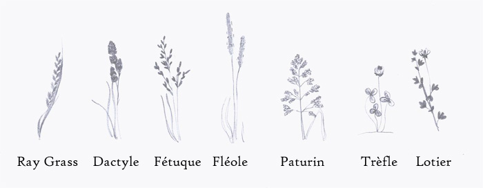 herbes