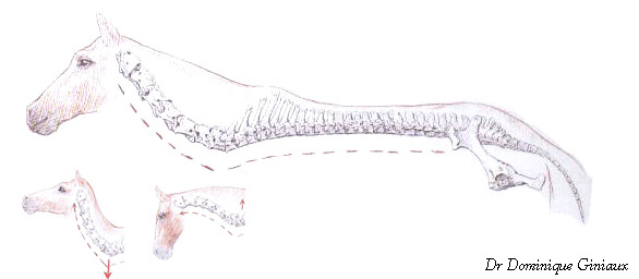 flexion