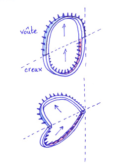incurvation
