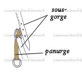 panurge