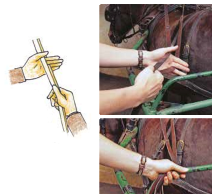 Galop 1